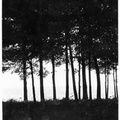 Kaplowitz-Hw-1975-Broad-east-Trees-Shadow-KDK 54