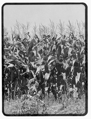 Kaplowitz-Hw-1976c-Broad-east-Corn-Field-KDK 14