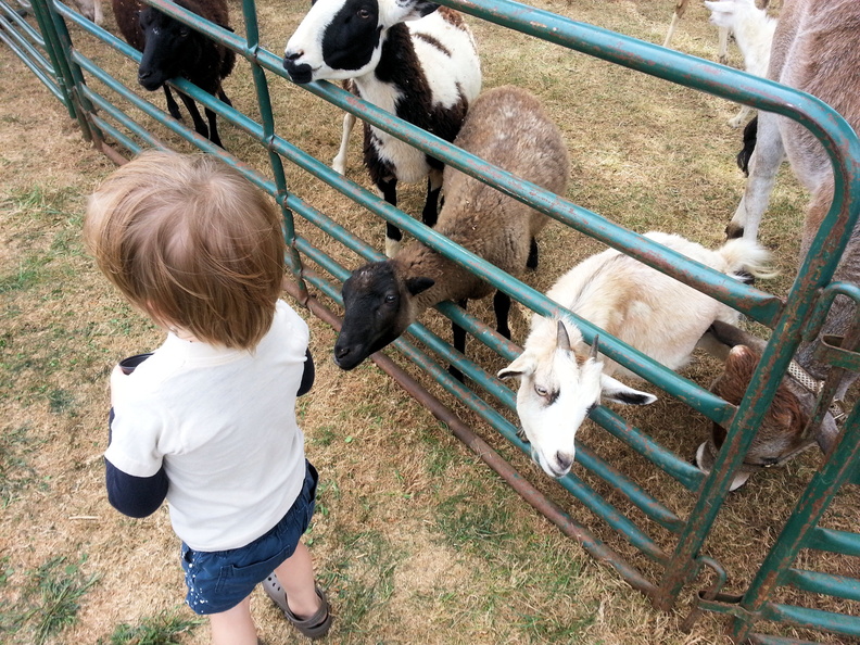 2015-HwBoro-Harv-Fair-Goats-KHD_2139.jpg