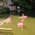 2020-07-25-Hw-Quarry-Lake-Flamingos1-NBK s2