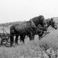 1940-St Michaels-Farm-Klevze-Field-Horses-RDK 2f